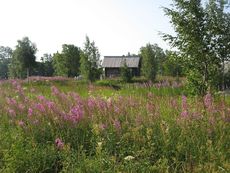 216 Landschaft, Wiesenblumen.JPG